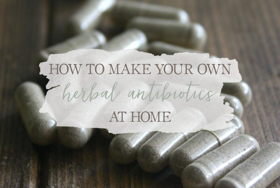 How To Make Your Own Herbal Antibiotics At Home Growing Up Herbal