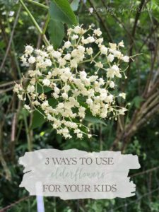 3 Ways To Use Elder Flower For Your Kids | Growing Up Herbal | Here are 3 ways you can use gentle, effective elderflowers with your little ones!
