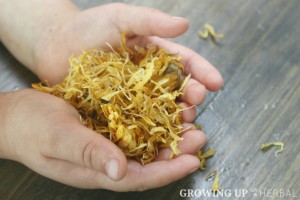 Learning Herbs: June Herb Challenge – Week 2 | GrowingUpHerbal.com | Herbal Actions & Energetics of Calendula, Calendula Tincture