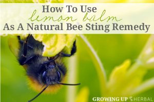 How To Use Lemon Balm As A Natural Bee Sting Remedy | GrowingUpHerbal.com | Unfortunately, bee stings are a part of summer, but lemon balm is here to help!