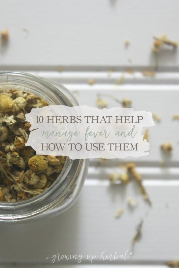 10 Herbs That Help Manage Fever & How To Use Them