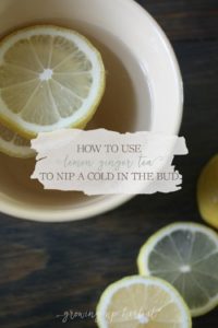 How To Use Lemon Ginger Tea To Nip A Cold In The Bud | Growing Up Herbal | Drink stimulating lemon ginger tea at the first sign of a cold to nip it in the bud!