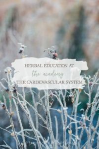 Herbal Education At The Academy: The Cardiovascular System | Growing Up Herbal | Interested in going to herbal school? Here's a sneak peek at the Herbal Academy's Intermediate herbal course!