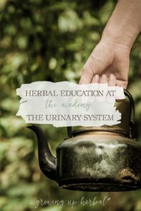 Herbal Education At The Academy: The Urinary System | Growing Up Herbal | Interested in going to herbal school? Here's a sneak peek at the Herbal Academy's Intermediate herbal course!