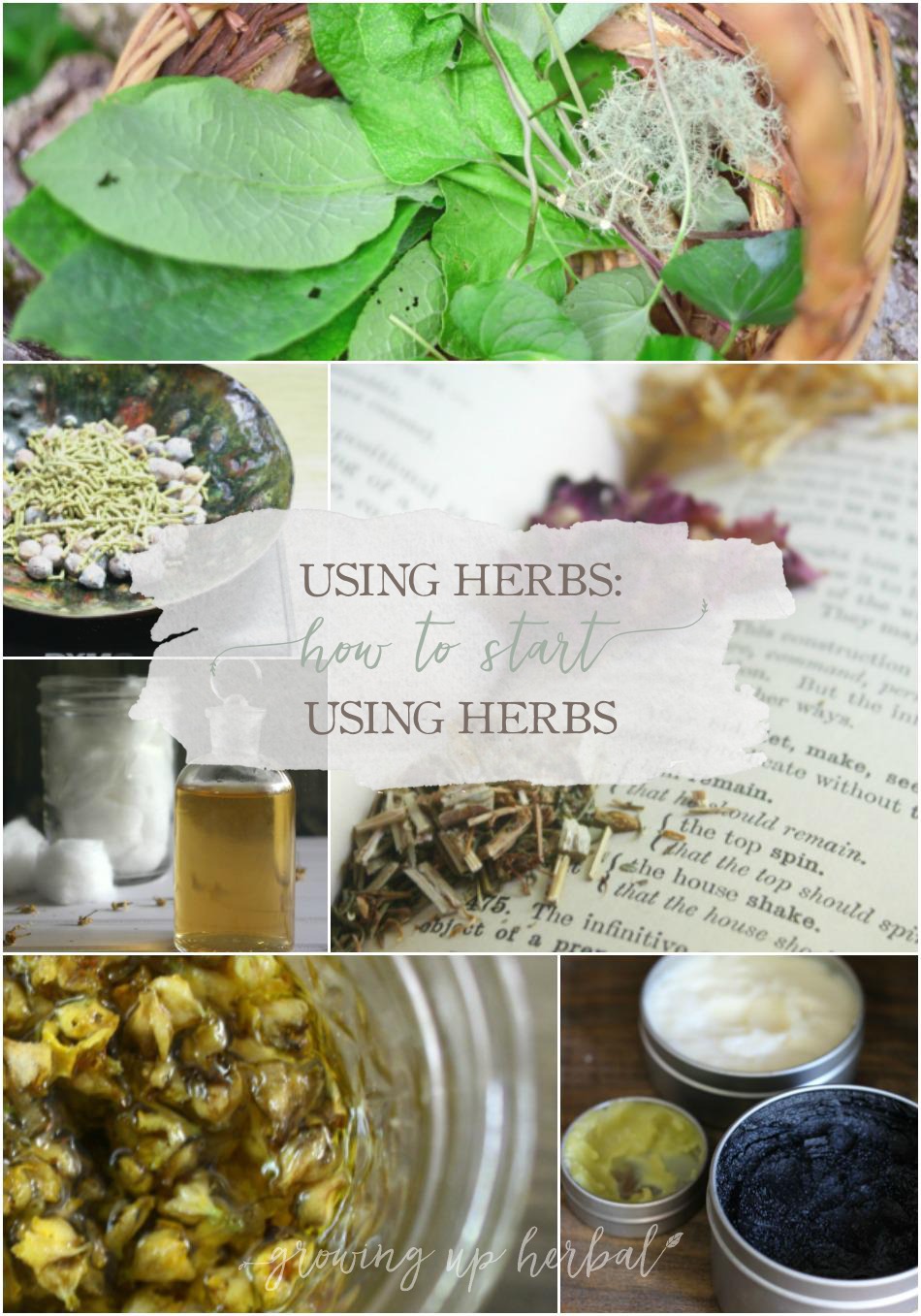 How To Start Using Herbs Growing Up Herbal