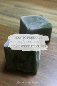 How To Preserve Jewelweed With Jewelweed Ice Cubes | Growing Up Herbal | Need some jewelweed during the winter to soothe an itchy rash but can't find any growing? Here's the solution to your problem!