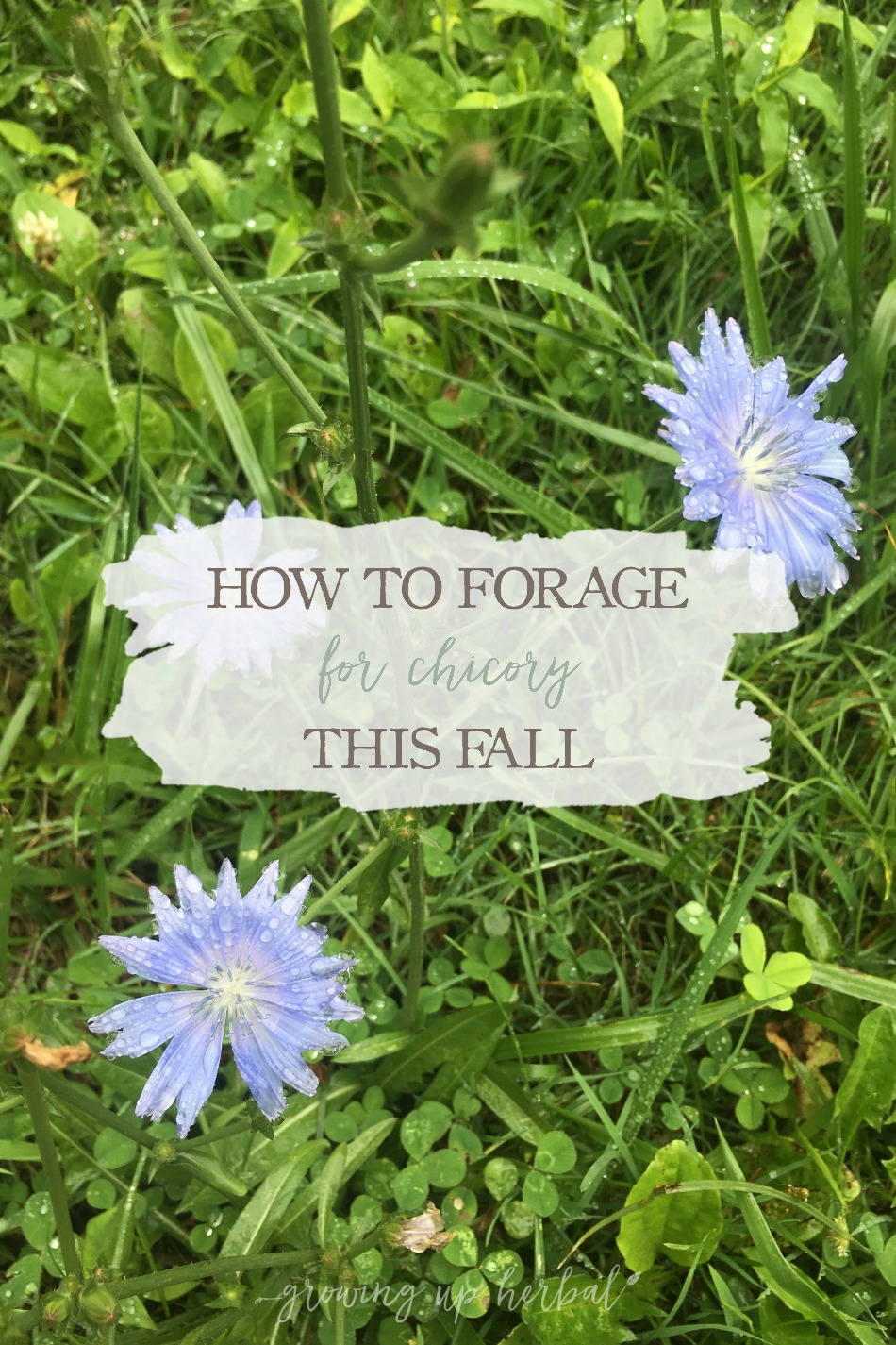 Can chicory be pregnant 13 Can chicory be pregnant 27