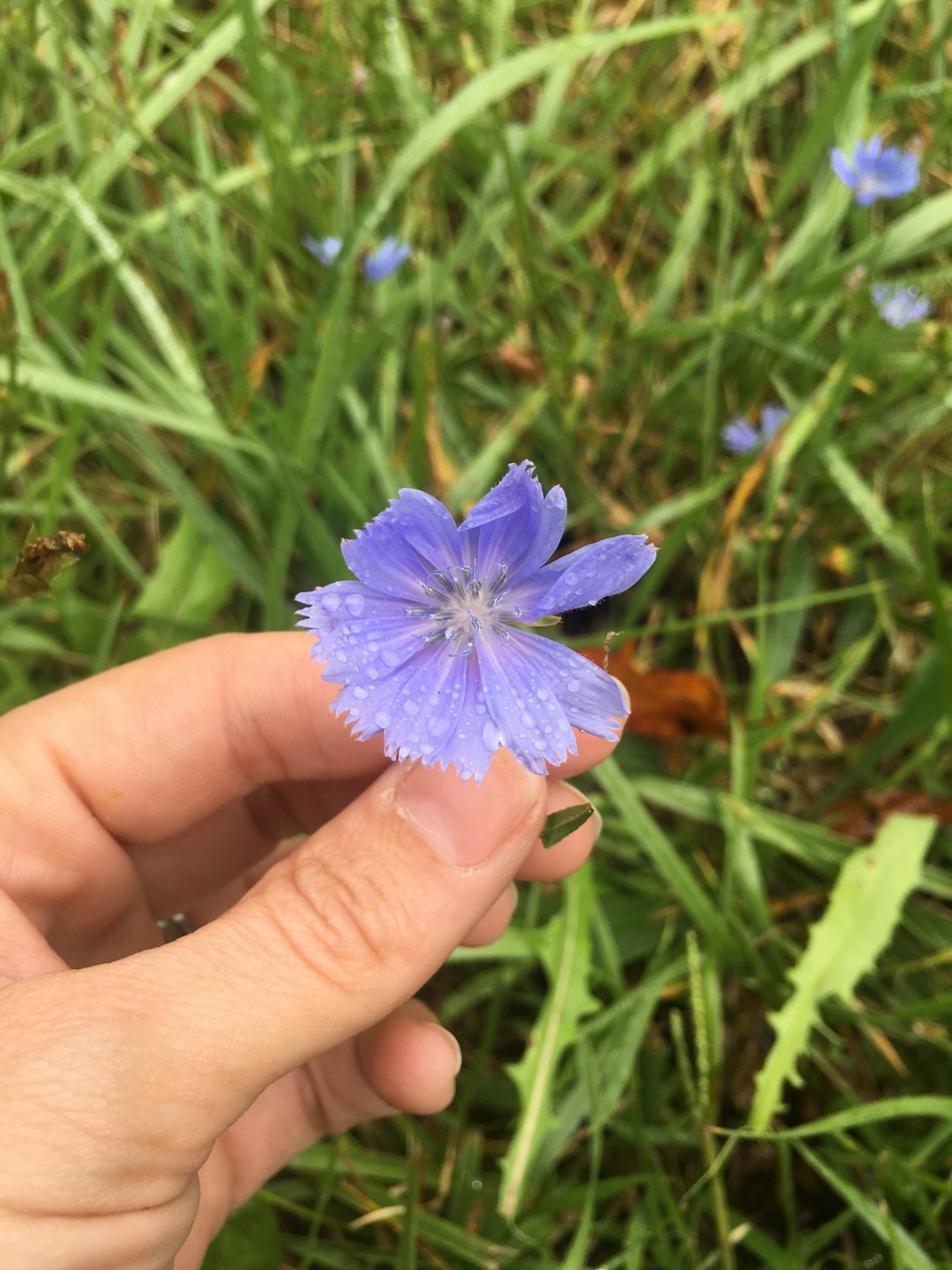 Can chicory be pregnant 94 Can chicory be pregnant 54