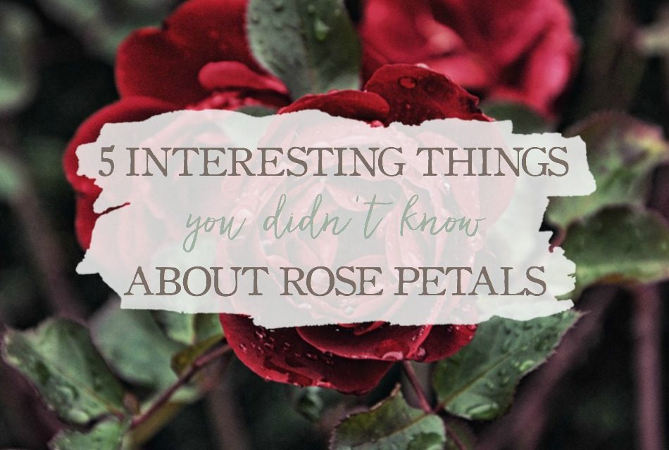 5 Interesting Things About Rose Petals You May Not Know