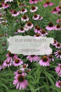 12 At-Risk Plants You Should Not Harvest This Year | Growing Up Herbal | Love to forage and harvest herbs? If so, be careful to avoid these 12 at-risk herbs!