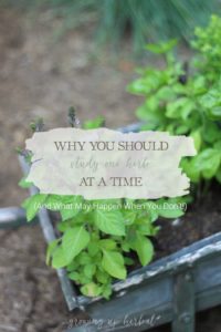 Why You Should Study One Herb At A Time (And What May Happen When You Don’t!) | Growing Up Herbal | Instead of relying on everyone else’s understanding of herbs, why not develop your own? Here’s how!