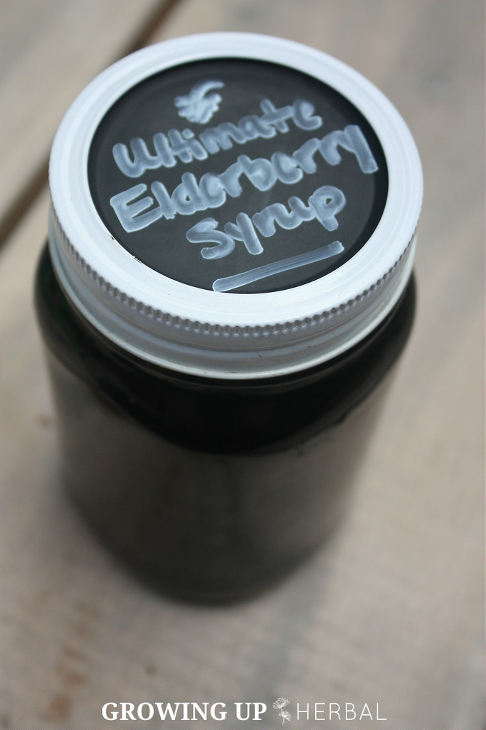 Echinacea Versus Elderberry For Cold & Flu Season Growing Up Herbal