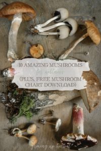 10 Amazing Mushrooms For Wellness (+ Free Mushroom Chart Download) | Growing Up Herbal | Learn about 10 mushrooms that are safe to use for wellness and get a free printable too!