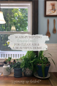 14 Air-Purifying Houseplants For Clean Air & A Beautiful Home | Growing Up Herbal | Here are 14 air-purifying houseplants that are great for indoors, easy to grow and care for (even for beginners), and make lovely additions to your home!