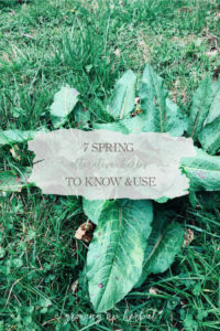 7 Spring Alterative Herbs To Know And Use | Growing Up Herbal | Learn about seven spring alternative herbs and how to use them to support the body in its cleansing and detoxification efforts.